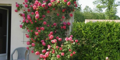 Popínavá růže - jak zasadit a pečovat o květinu na zahradě